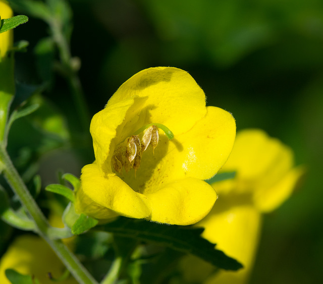 Aureolaria grandiflora