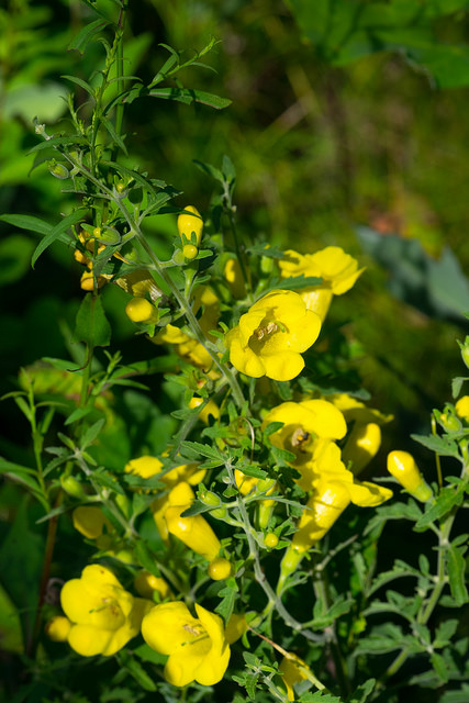 Aureolaria grandiflora