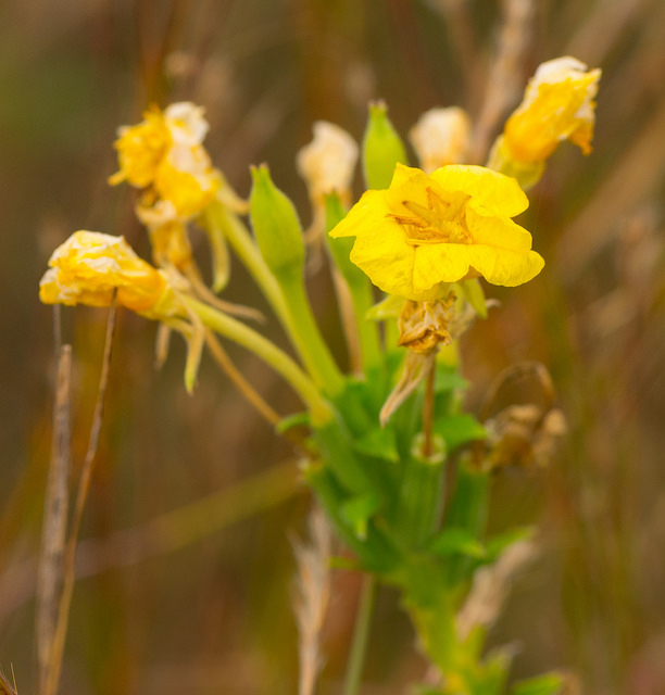 Aureolaria grandiflora