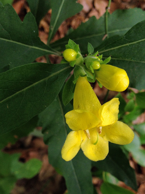 Aureolaria virginica