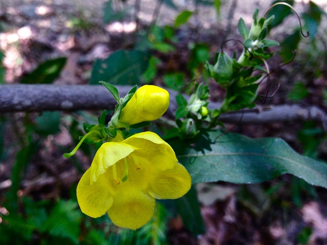 Aureolaria virginica