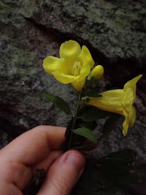 Aureolaria virginica