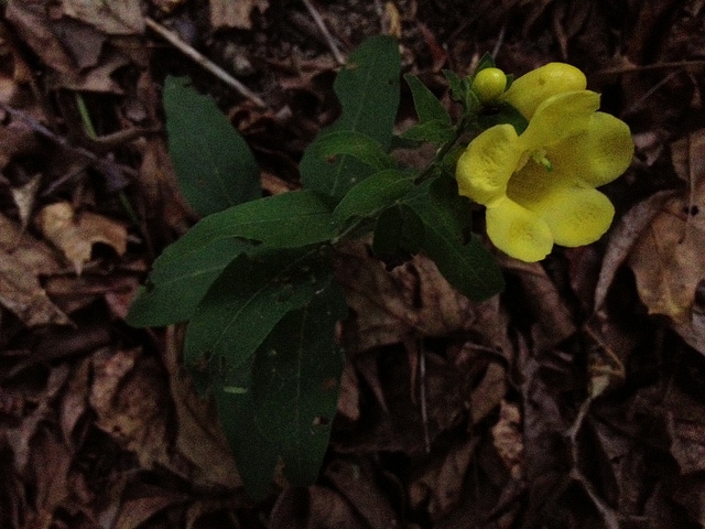 Aureolaria virginica