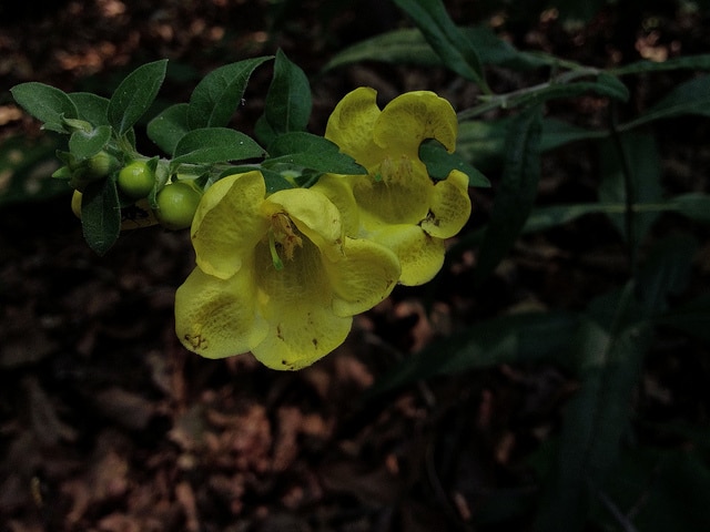 Aureolaria virginica (Aureolaria virginica)