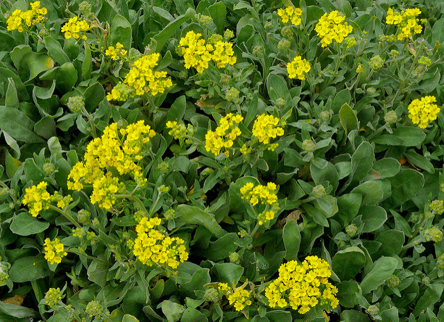 Aurinie des rochers (Aurinia saxatilis)