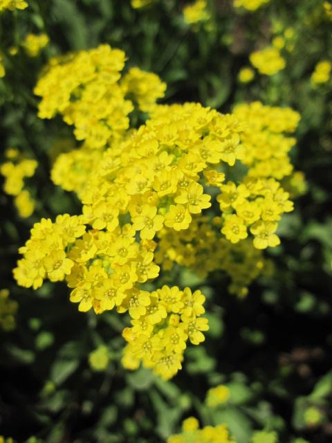 Aurinie des rochers