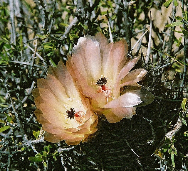 Austrocactus patagonicus (Austrocactus patagonicus)