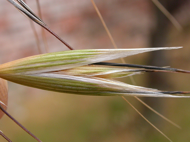 Avoine barbue