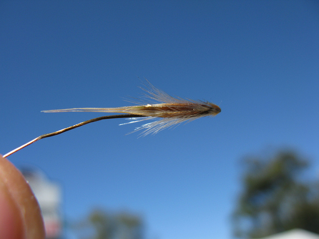 Avoine barbue (Avena barbata)