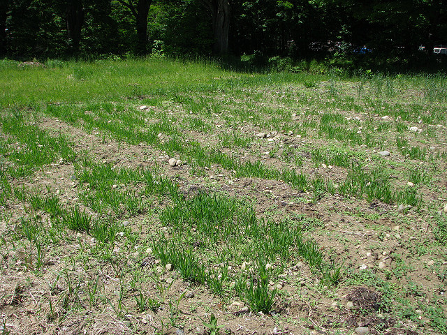 Avoine nue (Avena nuda)