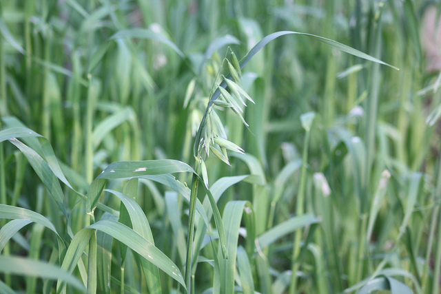 Avoine (Avena sativa)