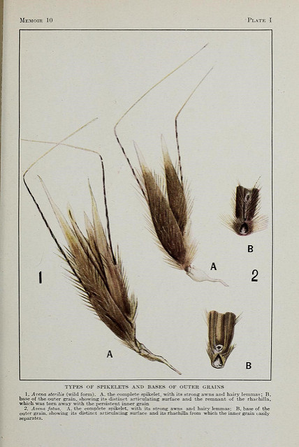 Avoine sauvage