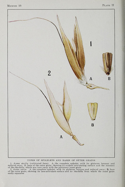 Avoine sauvage