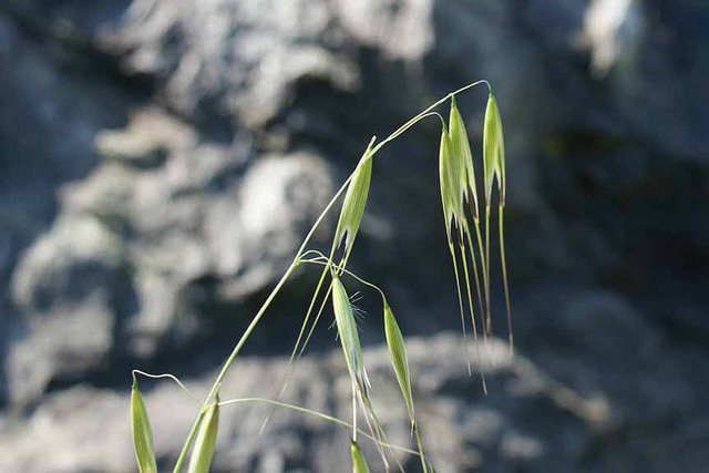 Avoine sauvage