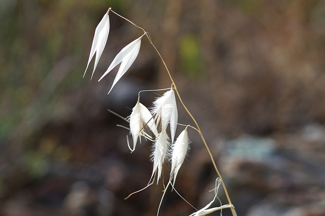Avoine sauvage (Avena sterilis)