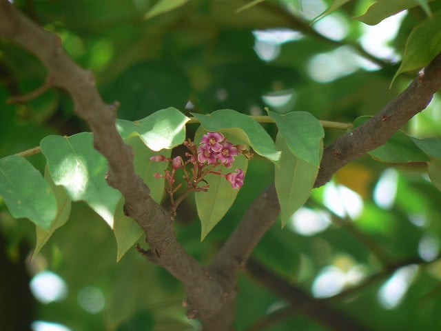 Arbre à cornichons