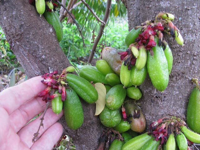 Arbre à cornichons