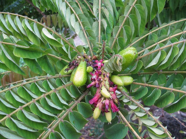 Arbre à cornichons