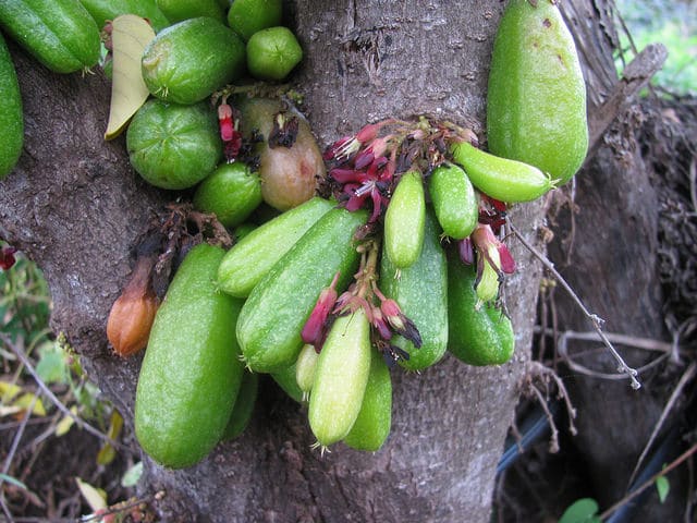 Arbre à cornichons