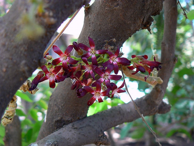 Arbre à cornichons (Averrhoa bilimbi)
