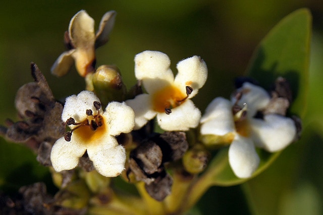 Palétuvier noir (Avicennia germinans)