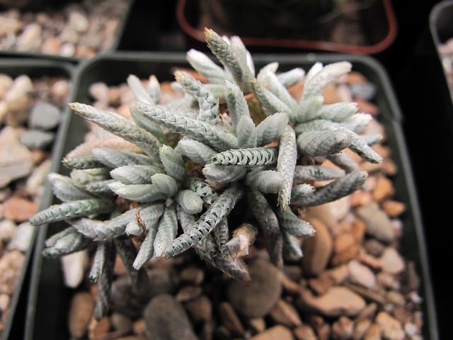 Avonia quinaria (Avonia quinaria)
