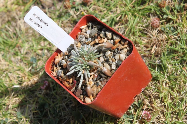 Avonia quinaria