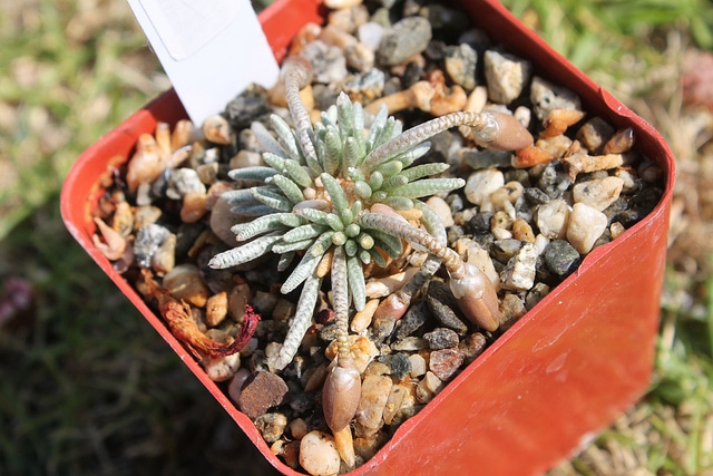 Avonia quinaria
