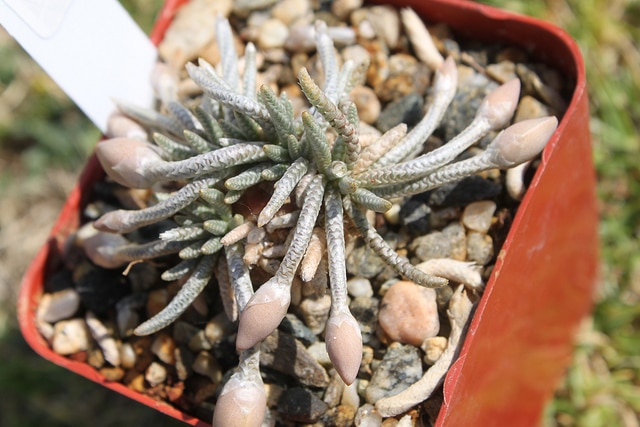 Avonia quinaria