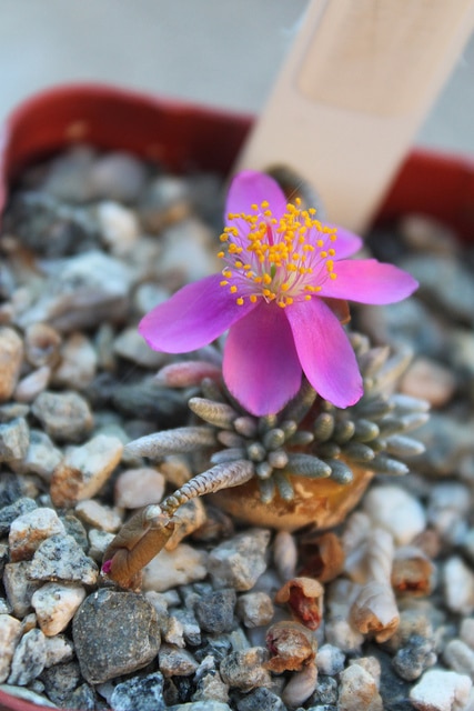 Avonia quinaria