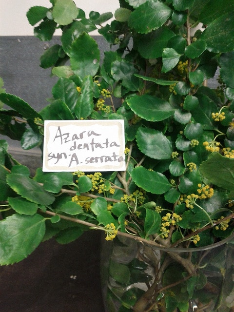 Azara dentata