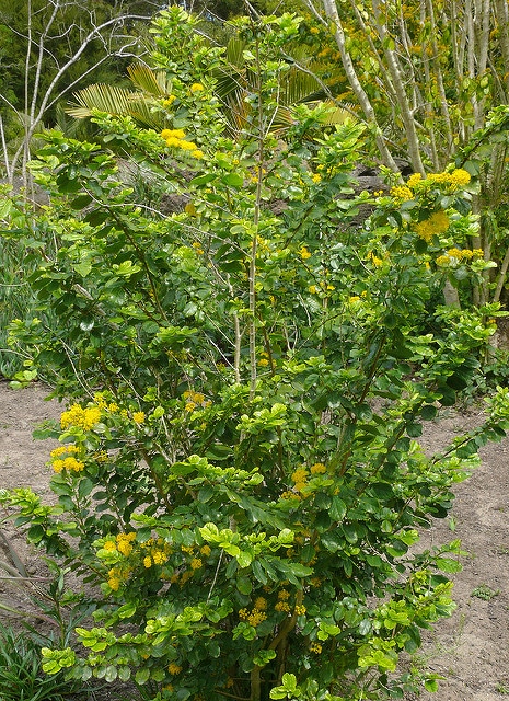 Azara dentata