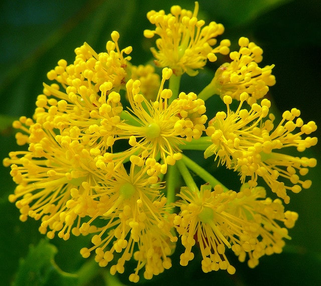 Azara dentata