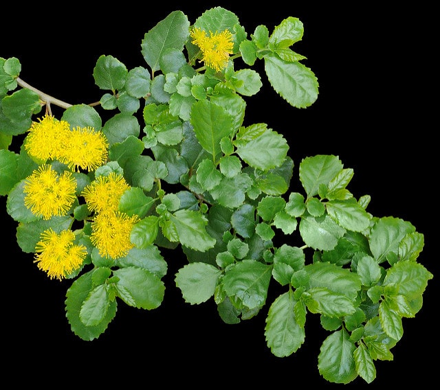 Azara dentata