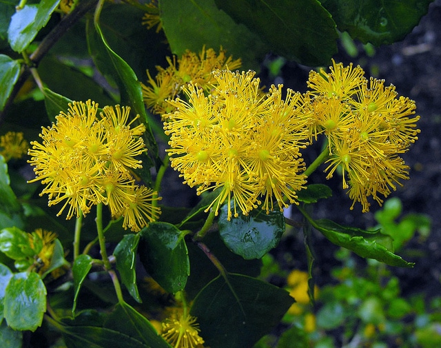 Azara dentata