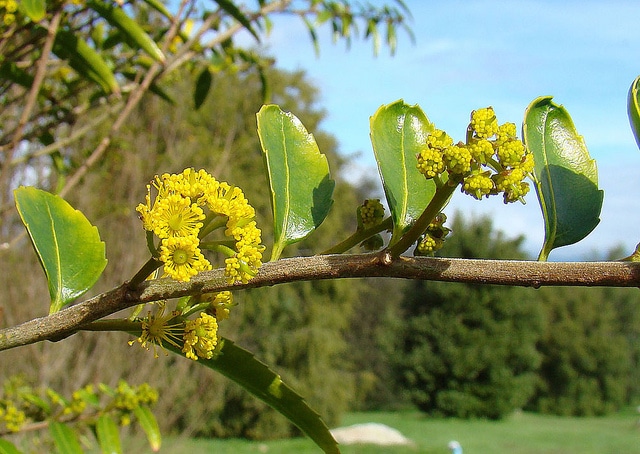 Azara dentata (Azara dentata)