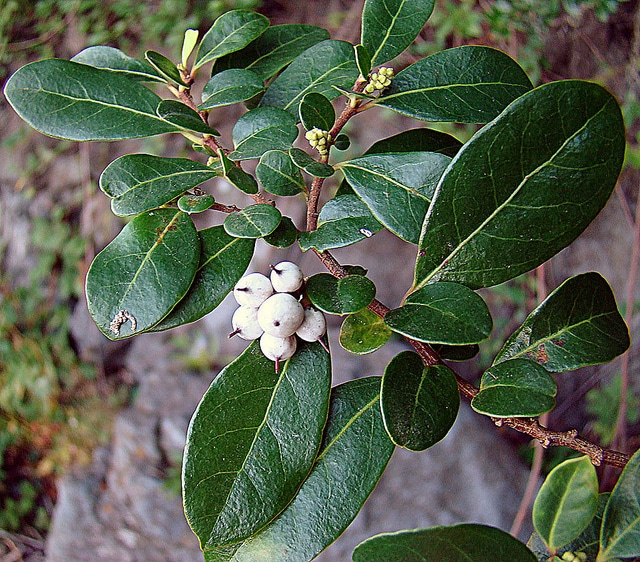 Azara integrifolia