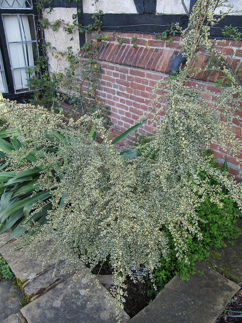 Azara microphylla