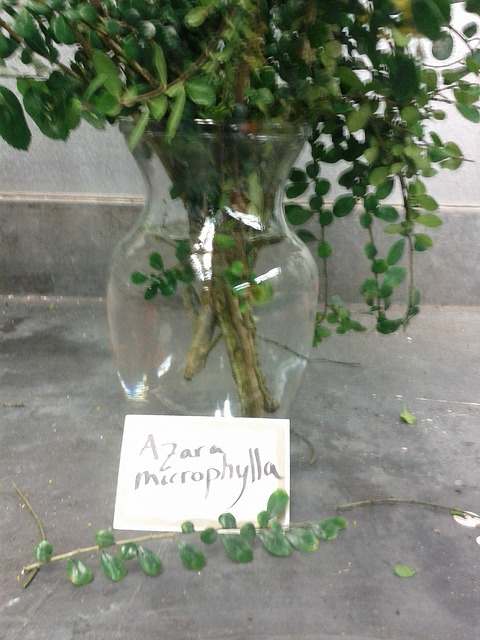 Azara microphylla