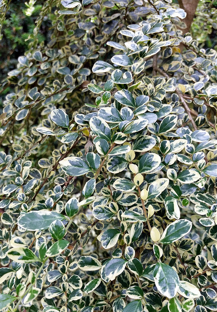 Azara microphylla