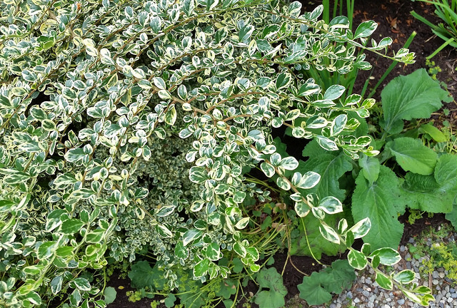 Azara microphylla