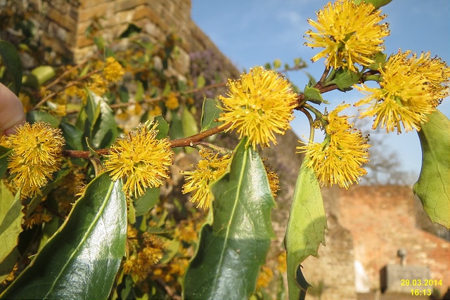 Azara petiolaris