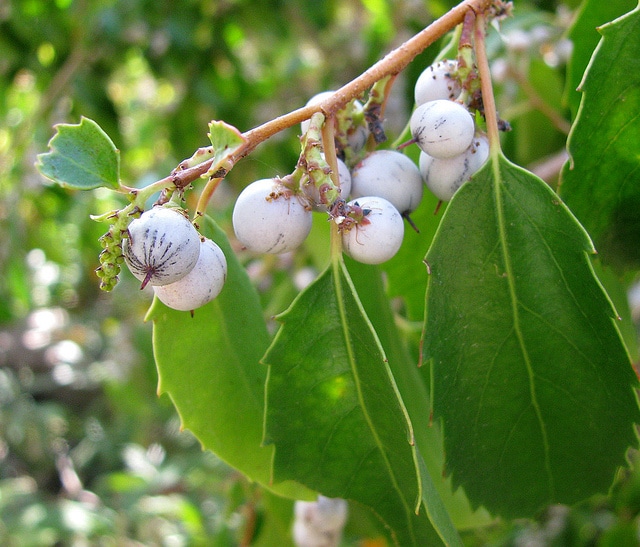 Azara petiolaris
