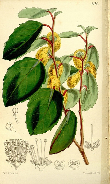 Azara petiolaris