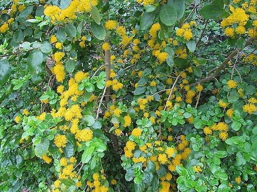 Azara serrata