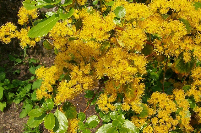 Azara serrata