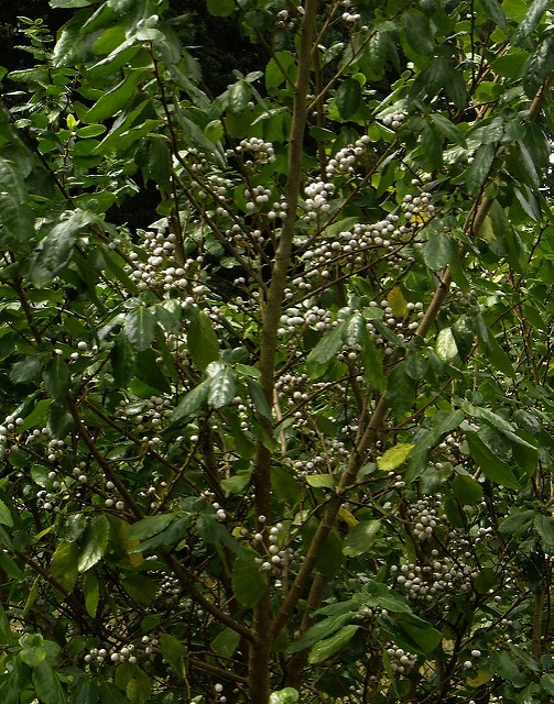 Azara serrata