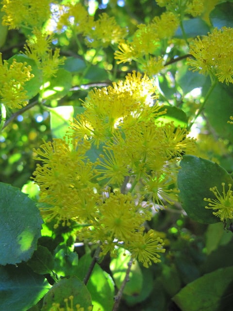 Azara serrata