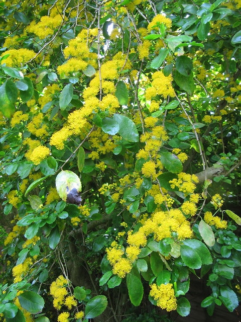 Azara serrata