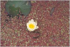 Azolla fausse filicule